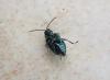 Altica sp.